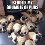 Yes | BEHOLD, MY GRUMBLE OF PUGS | image tagged in a grumble of pugs | made w/ Imgflip meme maker