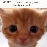 Trans gener template