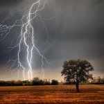 Lightning and tree template