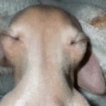 snoring dog GIF Template