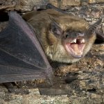 screaming bat