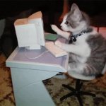 Cat Typing GIF Template