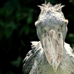 ShoebillStork