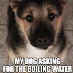 Dog begging | MY DOG ASKING FOR THE BOILING WATER I HAVE ON THE STOVE | image tagged in dog begging | made w/ Imgflip meme maker