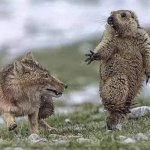 Fox and groundhog