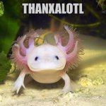 Axolotl | THANXALOTL | image tagged in axolotl | made w/ Imgflip meme maker