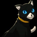 morgana cat