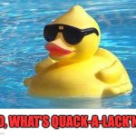 Cool duck | SO, WHAT'S QUACK-A-LACK'N? | image tagged in cool as duck | made w/ Imgflip meme maker