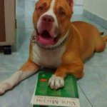 Legal Pitbull