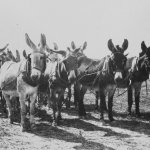 Donkeys mules