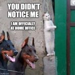 Home Office | YOU DIDN'T NOTICE ME; I AM OFFICIALLY AT HOME OFFICE | image tagged in cat hiding from dogs | made w/ Imgflip meme maker