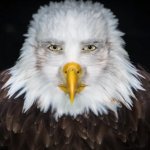 Bald Eagle Stare meme