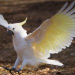 Cockatoo