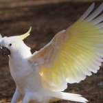 Cockatoo