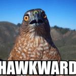 Hawkward Meme | image tagged in memes,hawkward