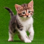 kitten