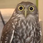 Nelly the "calm" owl template