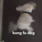 Kung Fu dog meme