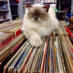 cat on top of vinyl records