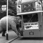 Elephant vs bus