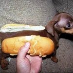 hot "dog"