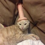 Dildo on cat
