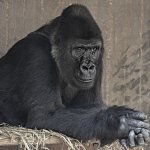 Gorilla deep in thought.