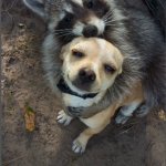 Raccoon hugging doggo