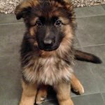 It's sooo cute! | Duh pupper! Awwwweeeee | image tagged in cute puppy german shepherd | made w/ Imgflip meme maker