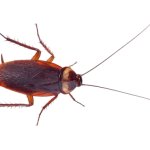 cockroach