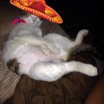 Mexican cat 