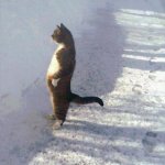 Cat standing in snow