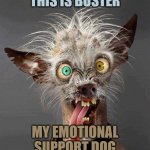 ugly dog 2.0 | THIS IS BUSTER; MY EMOTIONAL SUPPORT DOG | image tagged in ugly dog 2 0 | made w/ Imgflip meme maker