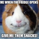 Guinea Pig | ME WHEN THE FRIDGE OPENS; GIVE ME THEM SNACKS! | image tagged in guinea pig | made w/ Imgflip meme maker