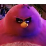 The biggest bird meme