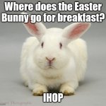 Easter Dad Joke | Where does the Easter Bunny go for breakfast? IHOP | image tagged in white rabbit,easter,easter bunny,funny,humor,pun | made w/ Imgflip meme maker