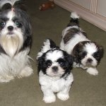 shih tzu mom and pups