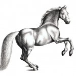 Perfect horse drawing
