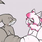 Shark and cat