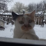 California cat at window