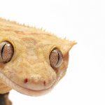 Hooded gecko template