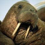 Sexual Deviant Walrus