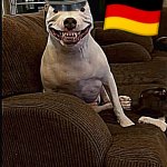 German Dog | I CAN'T TELL IF THIS IS A "GERMAN" SHEPARD. 🇩🇪 | image tagged in pitbull smiling | made w/ Imgflip meme maker