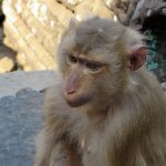 Macaque