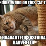 First World Cat Problems | THE DRIFTWOOD ON THIS CAT TREE NOT GUARANTEED SUSTAINABLY HARVESTED | image tagged in first world cat problems | made w/ Imgflip meme maker