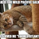 First World Cat Problems | I ASKED FOR WILD PACIFIC SALMON SHE SERVED ME "FARMED ATLANTIC" | image tagged in first world cat problems,memes | made w/ Imgflip meme maker