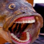 Fish with dentures screaming