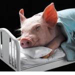 Sleeping Pig meme