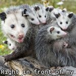 right in front of my baby possums? | Right in front of my
baby possums? | image tagged in right in front of my | made w/ Imgflip meme maker