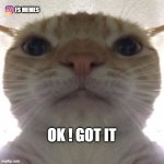 Whenever I try to discuss something with her. My answer be like | FS MEMES; OK ! GOT IT | image tagged in facetime cat | made w/ Imgflip meme maker